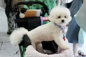 thumbnail - 개모차 타고 펫페어 접수한 댕댕이