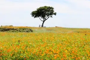 thumbnail - 황금빛 물결… 황화코스모스 ‘활짝’