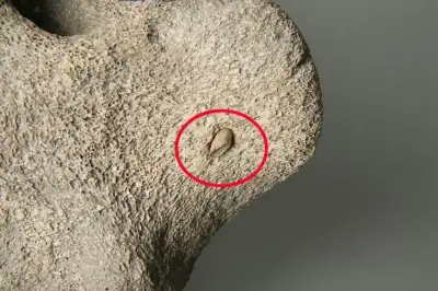 thumbnail - 고래뼈에 박힌 ‘사슴뿔 작살촉’ 국가유산 지정