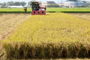 thumbnail - ‘황금빛 들녘’ 가을걷이 분주