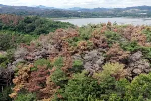 thumbnail - 단풍 아닙니다… 소나무재선충병 ‘비상’