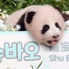 막둥이 아기 판다 이름 ‘슈바
