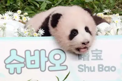 thumbnail - 막둥이 아기 판다 이름 ‘슈바오’