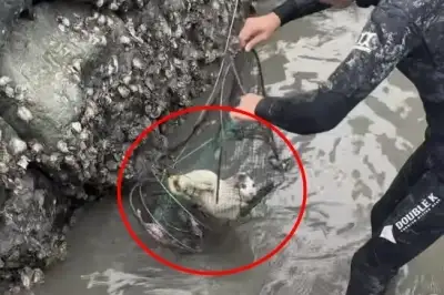 thumbnail - (영상)“익사 직전” 바닷가서 통발 갇힌 고양이 구조한 어민 “제 발로?” 의문 [사연잇슈]