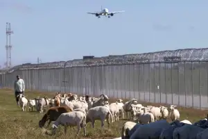 thumbnail - 시카고 공항 잔디 깎아주는 양과 염소