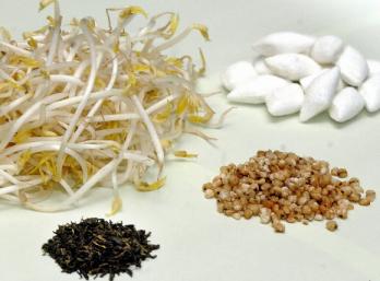 율무·숙주·박하·녹차 정력을 떨어뜨린다고 잘못 알려진 음식들.왼쪽부터 시계방향으로 숙주, 박하사탕, 율무, 녹차  이언탁 기자 utl@