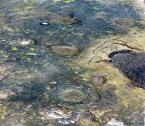 코끼리발자국 화석