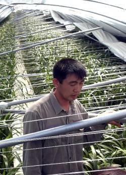 폭설에 무너진 비닐하우스를 망연자실하게 바라보는 농민