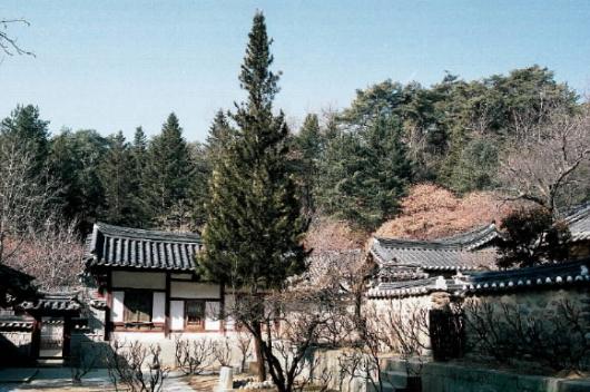 안동 도산사원에서 30년 넘게 자라고 있는 금송