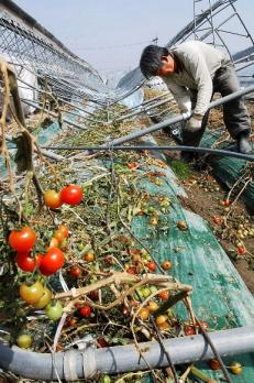 충남 논산시 노티리 마을의 한 주민이 21일 무너진 비닐하우스 구조물을 철거하고 있다. 손원천기자 angler@