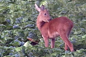 EBS 특집 '공존의 그늘'을 통해 소개될 고라니의 고랭지 배추밭 공격모습.