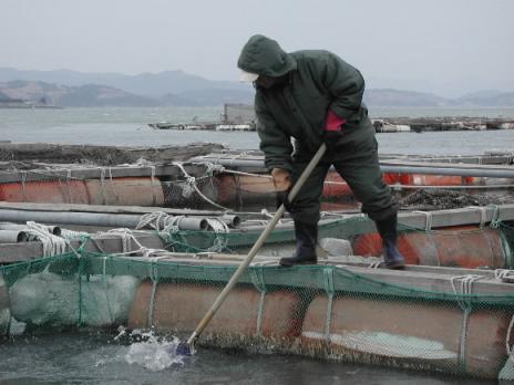 인강망 그물을 손질하는 곳으로 변한 전남 목포수협의 젓갈 위판장. 날마다 위판이 있었던 시절은 아득한 옛날 이야기로 들린다.