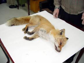 야생여우사체발견 서울신문 포토라이브러리