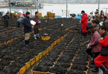 수협의 한 위판장에서 갓 채취한 물김이 위판되고 있다.그러나 대부분의 수협은 구매·위판 등 본연의 업무보다는 신용사업에 치중,조합원들의 불만을 사고 있다. 서울신문 포토라이브러리