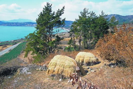 전남 여수시 화양면 장수리 장척마을의 부부 초분.덕대(굄돌)에 명정을 덮은 관을 올려놓고 이엉으로 여러겹 둘러싼 뒤 용마름을 올리고 바람에 날리지 않도록 새끼줄로 얽어 묶었다.  국립민속박물관 제공