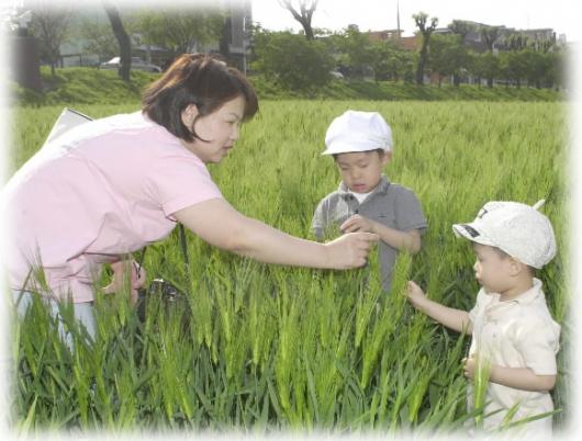 여의도 도심 한복판에 펼쳐진 보리밭에서라면 궅이 서울을 떠나지 않아도 아이에게 자연을 가르칠 수 있다.