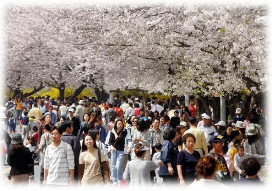 여의도 윤중로를 찾으면 봄비보다 더 촉촉하게 우리 마음을 적셔주는 '벚꽃비'를 맞을 수 있다.