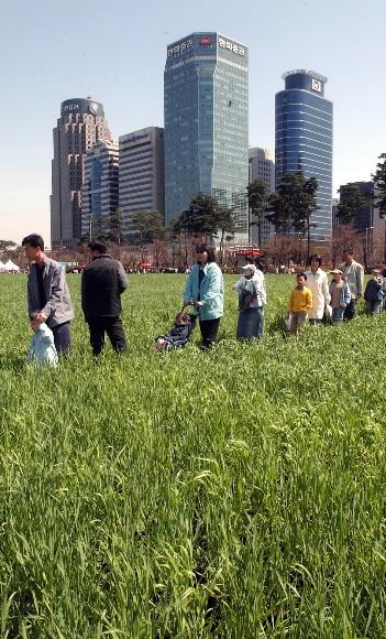 빌딩숲 보리밭 행사