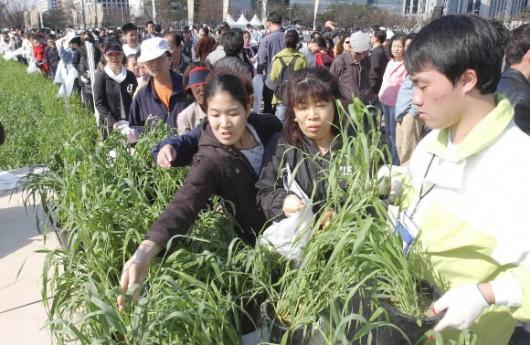 도심속 '보리밭 추억' 4∼5일 서울 여의도공원 문화마당에서 열리는 ‘농촌사랑,빌딩숲 보리밭 축제’에 나온 시민들이 주최측이 나눠주는 보리화분을 줄지어 받고 있다. 도준석기자 pado@