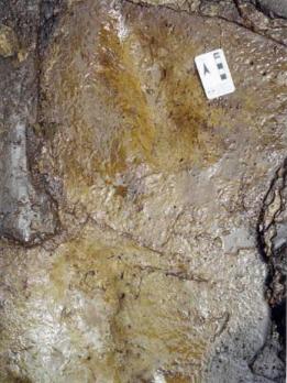 사람발자국 화석