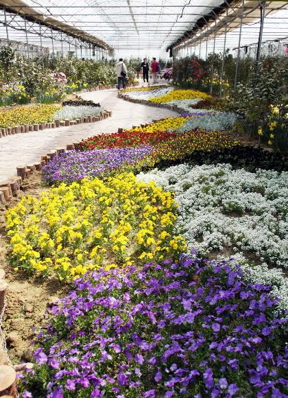 실내 식물원으로는 국내에서 가장 큰 아산 세계꽃식물원.1000여종,1000만송이의 꽃이 뿜어대는 알싸한 향이 식물원을 가득 메우고 있다.