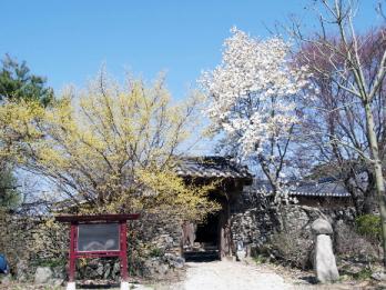 외암리 민속마을 중심에 자리잡은 참판댁 후문에 산수유와 목련꽃이 활짝 피었다.