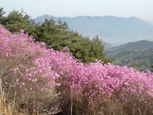 진달래 만발한 강화 고려산. 4월 중순부터ㅓ 서서히 정상 부근을 붉게 물들이는 이곳 진달래는 4월 말부터 5월 초순 절정을 이룬다.