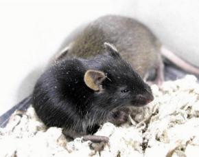 ‘아버지 없는 쥐’