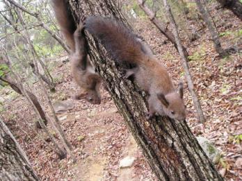 청설모 두 마리가 나무 위에서 땅 아래에 있는 먹잇감을 노려보고 있다.다람쥐보다 행동이 민첩하고 나무 사이를 날아다니기도 한다. 서울신문 포토라이브러리