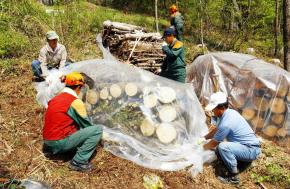 소나무 재선충 피해가 심한 경남 진주시 문산면 일대 산에서 작업 인부들이 재선충 감염 소나무를 잘라 비닐로 감싸는 훈증 처리를 하고 있다. 훈증 처리된 소나무들은 감염 예방을 위해 2년간 현장에 보존된다. 산림청 제공