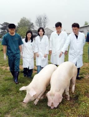 농촌진흥청 축산연구소 연구원들이 3일 경기 수원시 사육장에서 혈전증 치료물질을 생산할 수 있는 유전자변형 암수 돼지 한 쌍을 지켜보고 있다. 농촌진흥청 제공