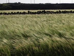 물결치는 보리이삭들. 제주 동북부 세화~김녕 해안도로를 따라 보리이삭과 유채꽃이 어우러져 장관을 이룬다