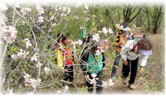 예봉산에 활짝 핀 사랑스러운 봄꽃이 이곳을 찾은 등산객들의 발걸음을 더욱 가볍게 한다.
