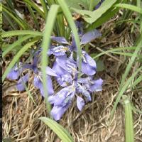 예봉산에 핀 야생화