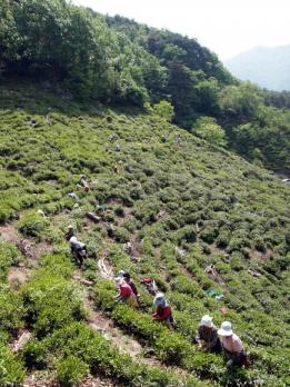 하동 화개골 지리산 기슭에서 찻잎을 따는 아낙들. 이맘때 야생차의 본고장 화개골에 들어서면 다원마다 차를 볶는 고소한 향기가 코를 즐겁게 한다.