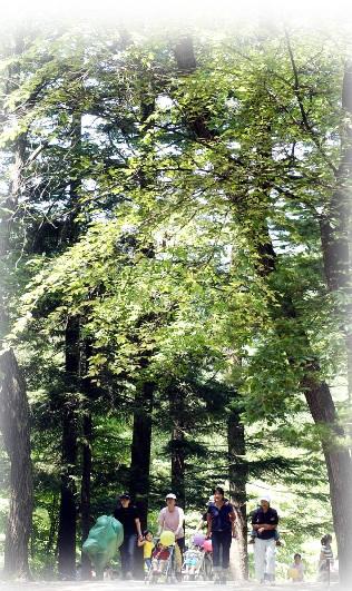 서울에서 가깝고 숲이 좋기로 소문난 국립광…
