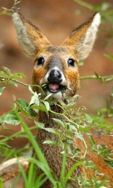 초록빛 잎새 사이,수컷 고라니가 귀를 쫑긋…