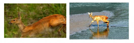 자유의 다리 남쪽 장단반도 습지에서 고라니…