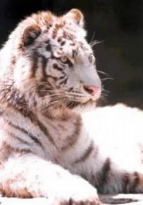 시베리아 백호 베라