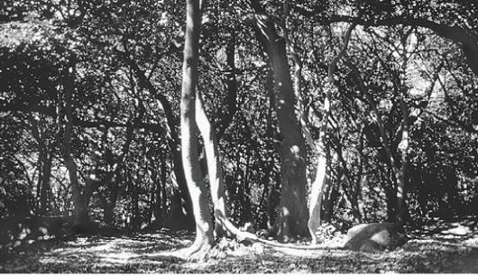 구로시오 난류 영향으로 남방계 식물이 울울…