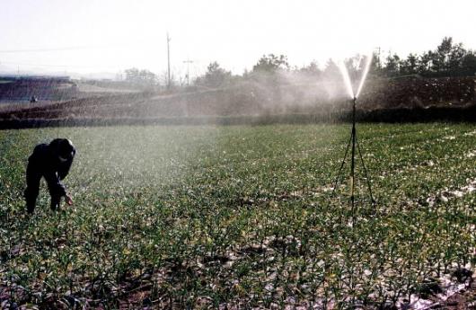 전북 무안의 한 앙파밭에서 스프링클러로 물…