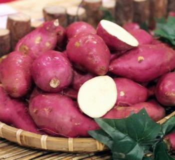 전남 해남군 화산면이 주산지인 연분홍빛의…