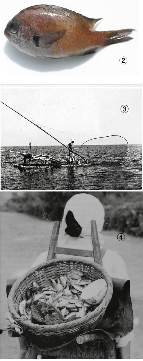 ②제주도의 자리돔 ③ 50년대 어부가 테우를 타고 국자같이 생긴 사둘로 자리를 잡고 있는 모습. ④1950년대에는 요즘처럼 횟집에서 자리돔을 맛보기는 힘들었다.한 아낙이 지게에 얹은 소쿠리에 자리돔을 담아 팔고 있다.