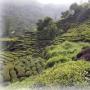 [토종 웰빙을 찾아서] 하동 녹차