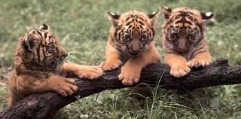 ‘2003년 북한의 환경상태’ 보고서에 북한…