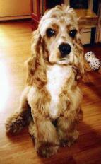 아메리칸 코커스패니얼