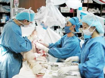 인공관절 대신 자신의 비골조직을 이용하는…