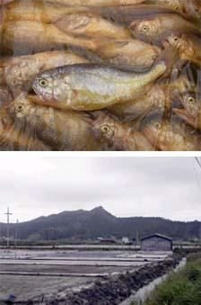 송치 포구의 뱃전에서 만난 강달이.하찮아 …