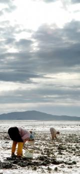 일망무제로 펼쳐진 서산 웅도 갯펄에서의 어로.간월도와 함께 어리굴젓의 '맛내림'을 지켜오고 있는 웅도의 입맛 전통은 오로지 굴을 길러내는 갯펄의 시혜지만 한여현이 호산록에 적어 남겼듯 석화가 여무는 철이 다르고 맛을 내는 방법 또한 달라 두 곳의 굴젓은 같으면서도 전혀 다른 맛의 세계를 보여 준다. 서산 강성남기자 snk@seoul.co.kr