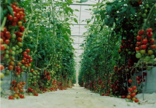 다른 지역보다 색깔이 진하고 당도가 높은 …